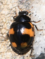 Ceratomegilla alpina