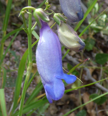 Penstemon stenophyllus