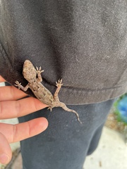 Hemidactylus mabouia