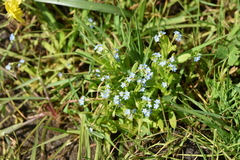 Myosotis sicula