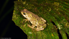 Incilius coniferus