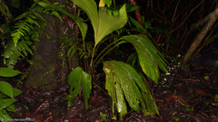 Incilius coniferus