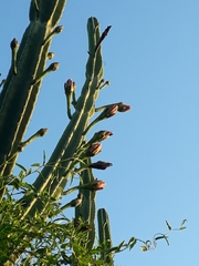 Cereus hildmannianus