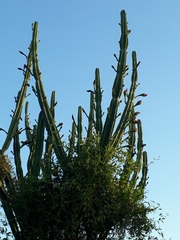 Cereus hildmannianus