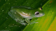Teratohyla pulverata