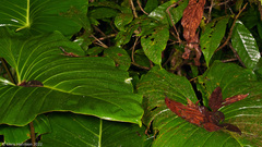 Teratohyla pulverata