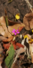 Centaurium cachanlahuen