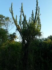 Cereus hildmannianus
