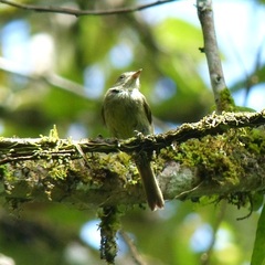 Hemitriccus nidipendulus