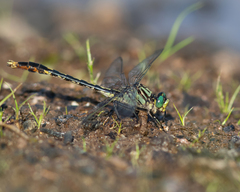 Arigomphus villosipes