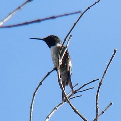 Calliphlox amethystina