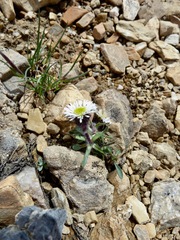 Erigeron humilis