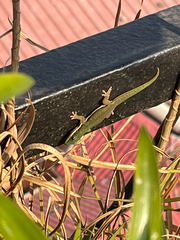 Phelsuma lineata elanthana
