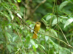 Onychorhynchus coronatus