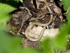 Natrix astreptophora