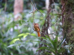 Onychorhynchus coronatus
