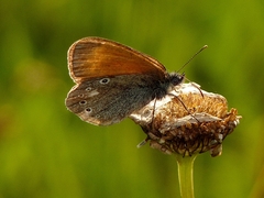 Coenonympha glycerion