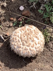 Amanita magniverrucata