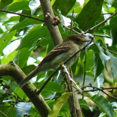 Lathrotriccus euleri