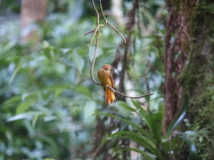 Onychorhynchus coronatus