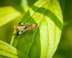 Synanthedon acerrubri