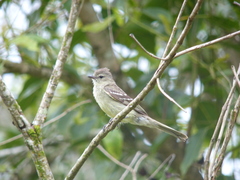 Elaenia flavogaster