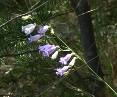 Penstemon stenophyllus