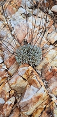 Eriogonum tenellum