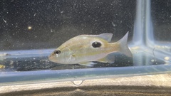 Lutjanus russellii