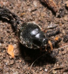 Scymnus rubromaculatus