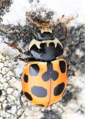 Ceratomegilla notata