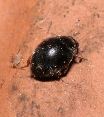 Scymnus rubromaculatus