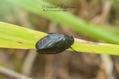 Cercopis intermedia