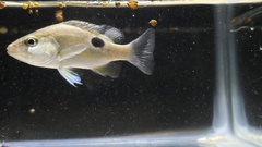 Lutjanus russellii