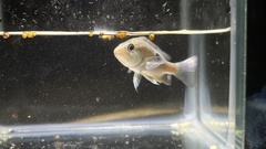 Lutjanus russellii