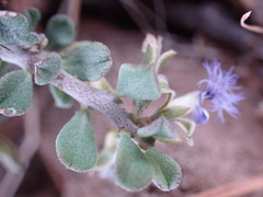 Polygala asbestina