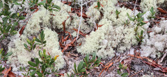 Cladonia evansii