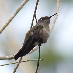 Eupetomena cirrochloris