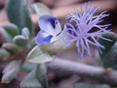 Polygala asbestina