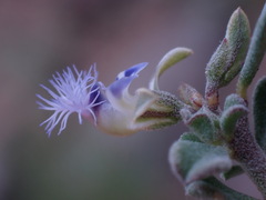 Polygala asbestina