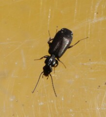 Microlestes