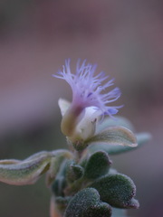 Polygala asbestina