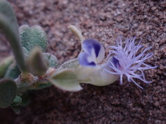 Polygala asbestina