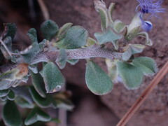Polygala asbestina
