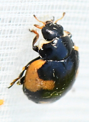 Ceratomegilla alpina