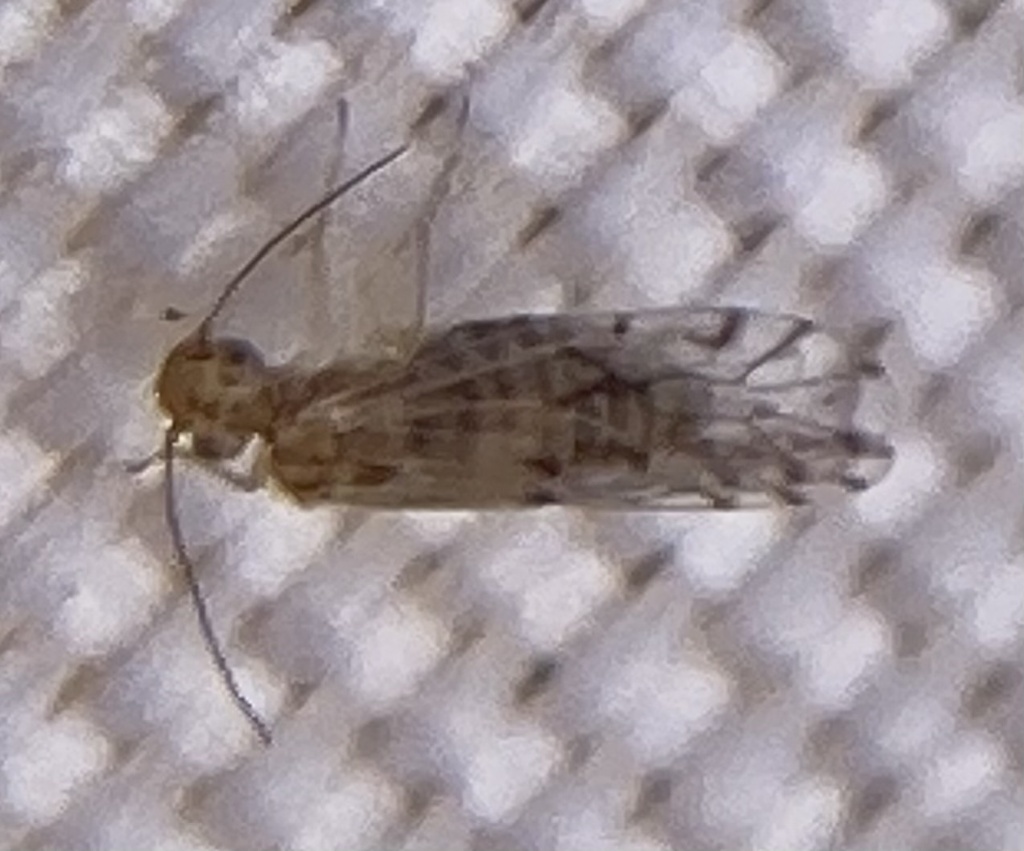 Lachesilla texana