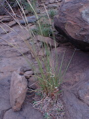 Heteropogon contortus