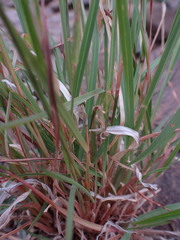 Heteropogon contortus
