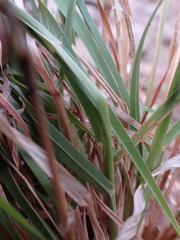 Heteropogon contortus