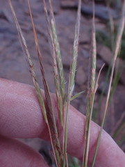 Heteropogon contortus